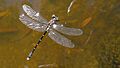 Death of a dragonfly (12008072683)