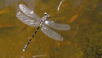 Death of a dragonfly (12008072683)