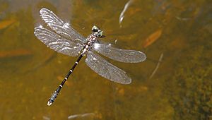 Death of a dragonfly (12008072683).jpg
