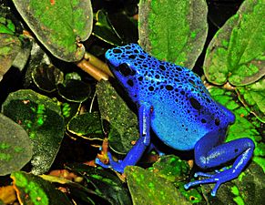 A blue frog with black spots sits on a green leaf.