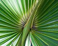 Detail on a palm frond (8297623365)