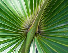Detail on a palm frond (8297623365)