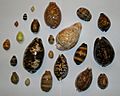 Different cowries