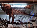 Dinosaurs at CMNH 52