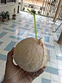 Drinking coconut