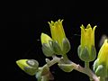 Dudleya gnoma flowers 2
