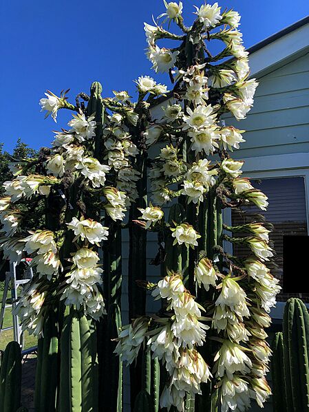 Echinopsis pachanoi in bloom