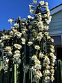 Echinopsis pachanoi in bloom