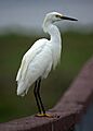Egret (9331391838)