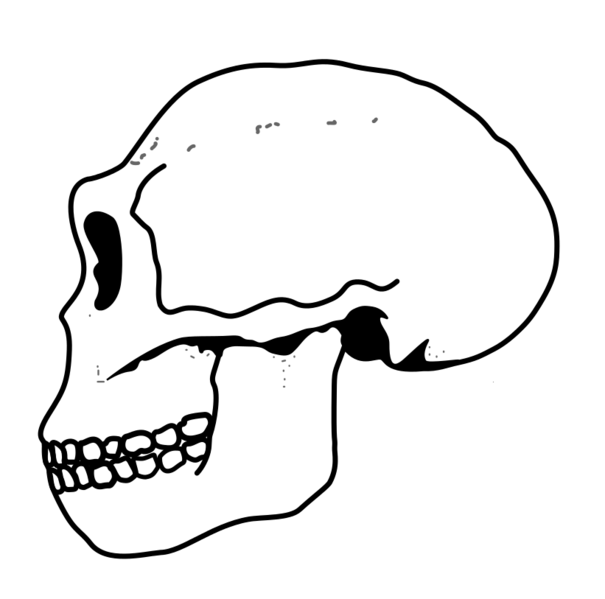 Ergaster Skull