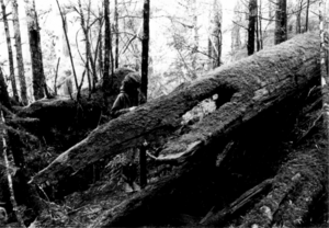 EtolinCanoeBow