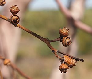 Eucalyptus leucophloia capsules