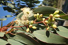 Eucalyptus sheathiana buds