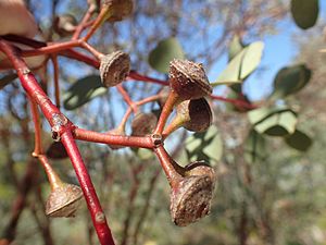 Eucalyptus websteriana fruit