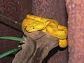 Eyelash viper444
