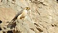 FalcoPeregrinusBabylonicusMaleGallehdari