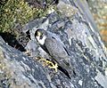 Falco peregrinus nest USFWS