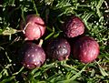 Ficus superba var henneana figs