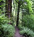 Forest park wildwood trail in early summer P2860