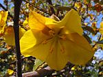Fremontodendron californicum.jpg