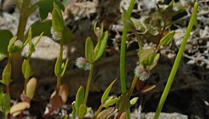 Galium bifolium.jpeg