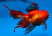 Goldfish (3230447522).jpg