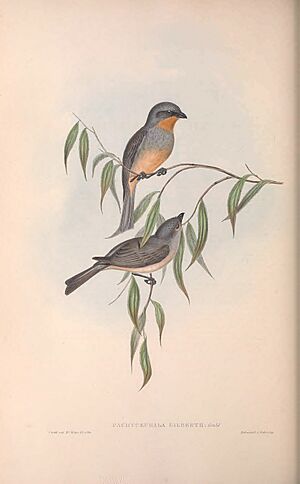 Gould & Richter lithograph Pachycephala inornata