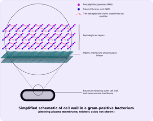 Gram-positive cellwall-schematic