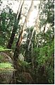 Gulaga - Eucalyptus fraxinoides & syenite