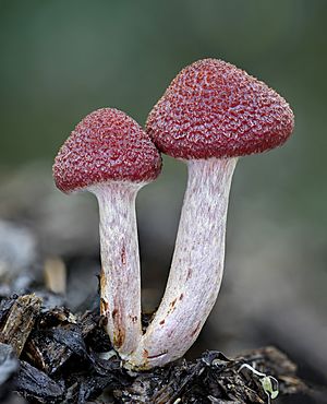 Gymnopilus luteofolius Washington pair