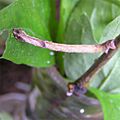Hemithea aestivaria larva