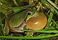 HylaArborea-CallingMale