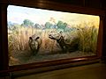 Indian Rhinoceros diorama