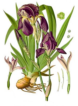 Iris × germanica - Köhler–s Medizinal-Pflanzen-211