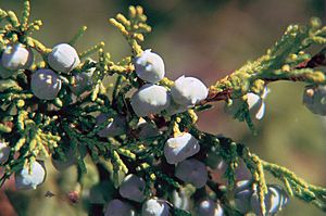 Juniperus scopulorum berries