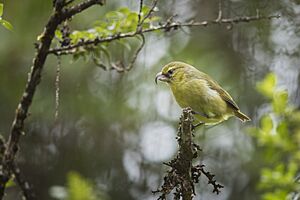Kiwikiu perched in the Waikamoi Forest Preserve.jpg