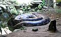 Large Python Ragunan Zoo