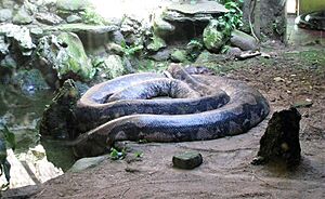 Large Python Ragunan Zoo