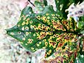 Leaf Spot on Oak in Gunnersbury Triangle