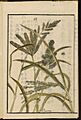 Leiden University Library - Seikei Zusetsu vol. 20, page 003 - 稗 - Echinochloa esculenta (A.Braun) H.Scholz, 1804