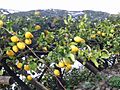 A lemon tree in Italy