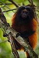 Leontopithecus caissara