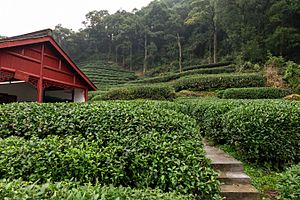 Longjing Tea field, Dragon Well area, Meijiawu China