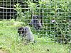 Looe Monkey Sanctuary - geograph.org.uk - 54998.jpg