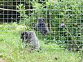 Looe Monkey Sanctuary - geograph.org.uk - 54998