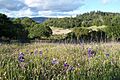 Lupines AnnadelStateParkCA