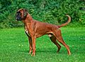 Male fawn Boxer undocked