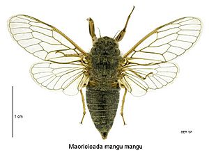 Maoricicada mangu mangu male.jpg