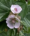 Marsh Mallow Althaea officinalis (6171430693)