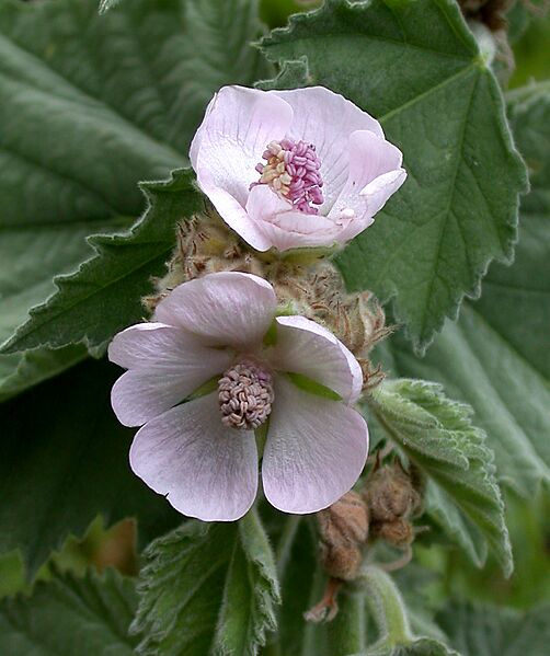 Marsh Mallow Althaea officinalis (6171430693)